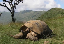 Galápagos: 563 tortugas gigantes fueron repatriadas a su hábitat natural