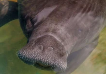 150 manatíes habrían en la Amazonía ecuatoriana
