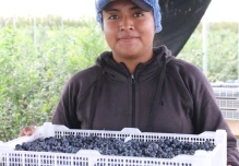 Ecuador aumenta la apuesta por el arándano 