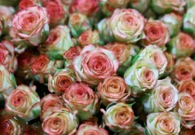 Ecuador envió un millón de rosas a China en solo 3 días