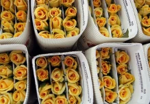 La exportación de flores por San Valentín crece un 8,7 %