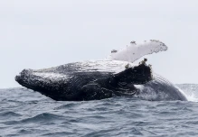 Ecuador abre la temporada de avistamiento de ballenas jorobadas
