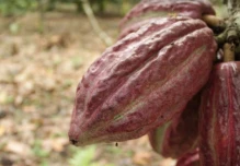Cacao ecuatoriano avanza en adaptación a norma europea contra deforestación