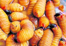 Chontacuro, el gusano con sabor exquisito que se come en Ecuador