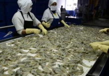 Exportaciones de camarón a China se contraen en 46%