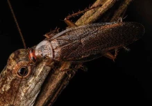 Cucaracha que se alimenta de lágrimas de lagartija fue descubierta en Pastaza