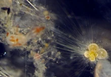 Los fósiles revelan cómo surgió la biodiversidad actual hace 15 millones años