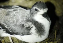 Hallan 328 nidos de petrel de Galápagos en la isla Floreana