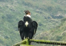 La caza de animales silvestres, tema pendiente en el Ecuador