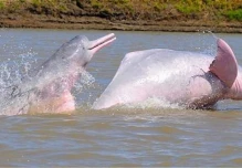 El delfín rosado, un símbolo de la Amazonía, está en peligro de extinción