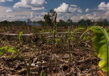 Perú: El modelo agrícola impulsa la deforestación en la Amazonía 