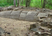 Estudio confirmó presencia de 12 especies nativas en bosque de Puyango