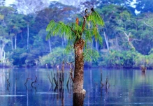 El calentamiento global amenaza la simbiosis de la selva amazónica

