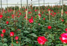 Qué productos ecuatorianos ingresarán a Canadá con arancel cero