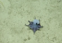Descubren en Galápagos una nueva especie de pulpo azul de aguas profundas