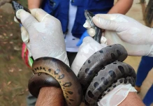 25 especies de vida silvestre regresaron a su hábitat natural en Orellana