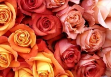 La exportación de flores cayó 8 % 