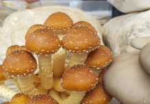 Los hongos ostra son un plato apetecido en Napo