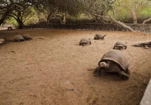 Tortugas gigantes criadas en cautiverio retornan a su hábitat en Galápagos
