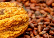 Precio del cacao supera los USD 6.000 por tonelada