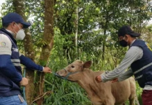 Suramérica está más cerca de erradicar la fiebre aftosa
