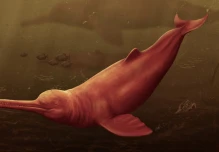 Especie de delfín gigante de hace 16 millones años fue descubierta en la Amazonía