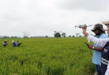 Gobierno desplegó acciones para apoyar a productores de arroz afectados