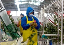 Florícolas atacadas en octubre aún necesitan 18 meses para recuperarse 