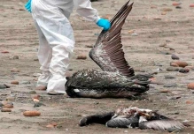 2 zonas de Galápagos fueron cerradas por sospechas de gripe aviar