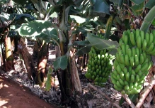 Ecuador elevó el precio mínimo de la caja de banano a $ 6,85