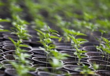 Ecuador exporta por primera vez cannabis a Suiza