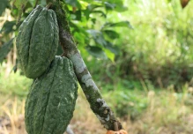 La FAO aplaude el proyecto de Ecuador para producir más cacao y aguacate