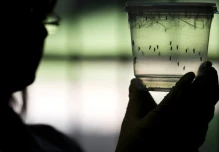 Zika: 2.942 afectados en Ecuador hasta enero del 2017