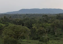 La Amazonía experimenta mayor incremento de carbono 