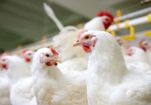 Ecuador quiere llevar su pollo a China 