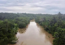Revelan alto riesgo de extinción del 41 % de árboles endémicos de la Amazonía en Ecuador