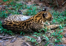 ¿Cuáles son los centros de rescate de fauna en la Amazonía?