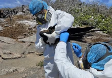 Ecuador reporta la presencia de gripe aviar en Galápagos