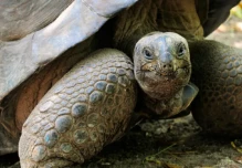 Tortugas vuelven 150 años después a anidar en isla desratizada de Galápagos