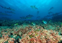 Galápagos intenta controlar alga que amenaza a su único arrecife de coral