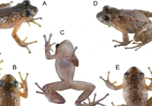 Especie de rana fue redescubierta en los Andes 