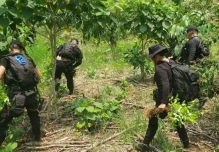 Narcotráfico y cultivos ilícitos intensifican el daño ambiental en la Amazonía