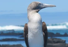 OFC busca recaudar más de $ 1.000 millones para proteger Galápagos