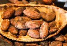 El precio del cacao cotiza hoy en $ 7.621,00 por quintal 