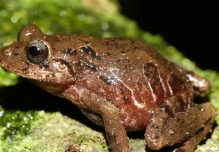Una nueva especie de rana fue descubierta en Cerro Candelaria