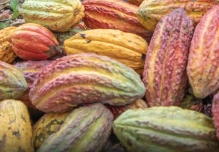 El cacao se mantiene arriba de los $ 8.050 por toneladas 