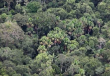Petroamazonas espera obtener las licencias para explotar Ishpingo hasta abril de 2019 