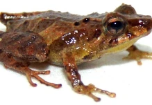 Nueva especie de sapo fue descubierta en Zamora