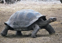 Galápagos: 9.500 tortugas gigantes han sido repatriadas en medio siglo