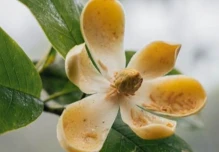 Fragancia Magnolia mashpi se extrae de manera innovadora 